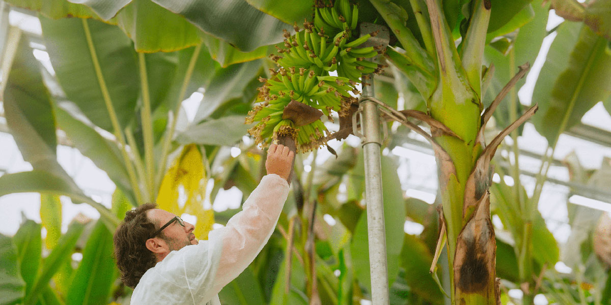 Chiquita, arriva Yelloway One